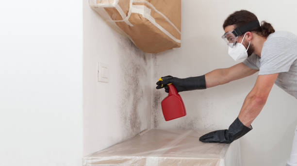 Basement Mold Remediation treatment on basement walls in Argyle